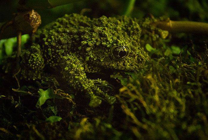 The most camouflaged frog in the world